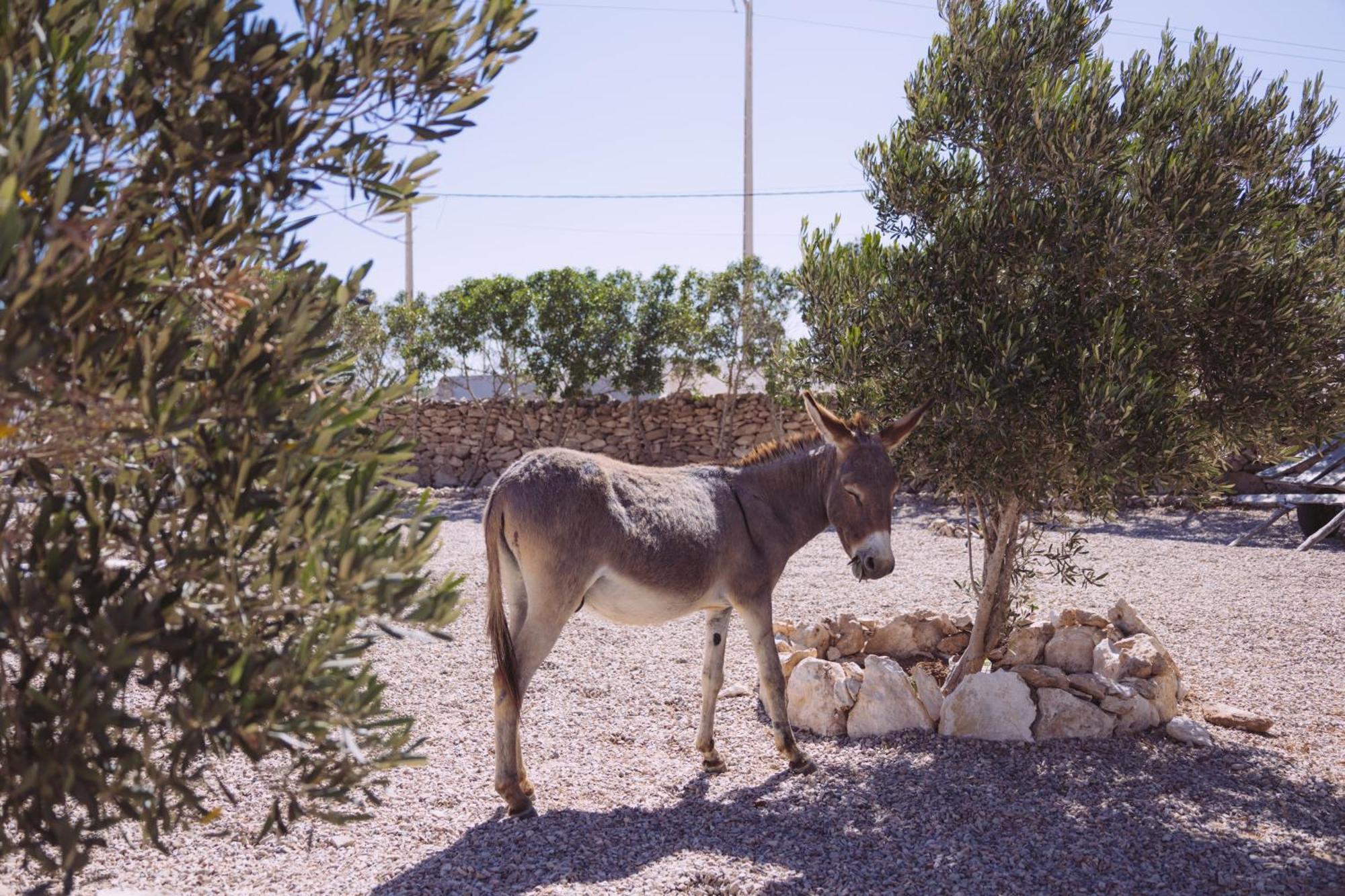 Bed and Breakfast House Of Omm Sidi Kaouki Exterior foto